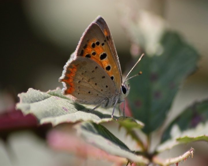 licenidi e pieridi nel parco del ticino